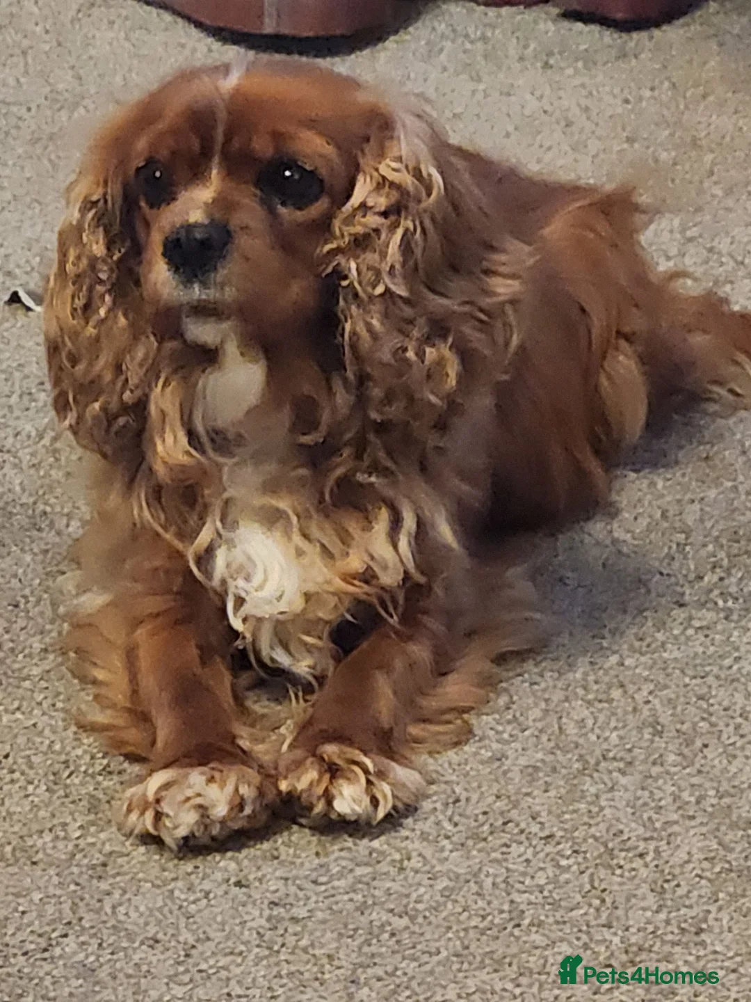 Cavapoo dogs for sale: Cavapoo puppies - Advert 2