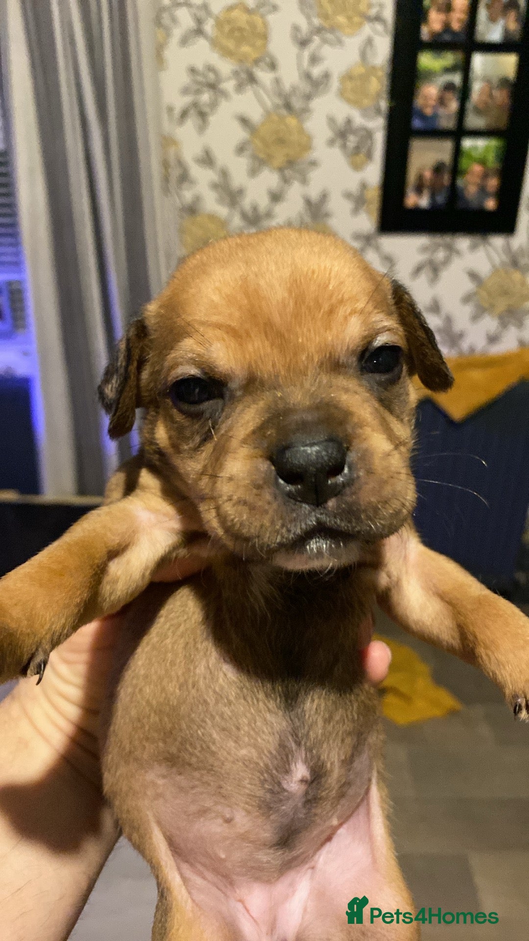 Mixed Breed dogs for sale: Female puppy  - Advert 2