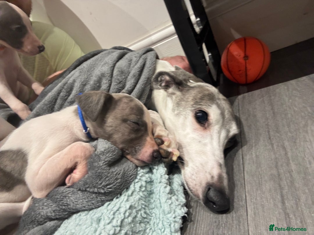 Whippet dogs for sale: whippet puupy - Advert 6