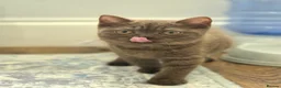 British Shorthair cats for sale: British Shorthair Kitten ✨ chocolate Cinnamon Girl - Advert 4
