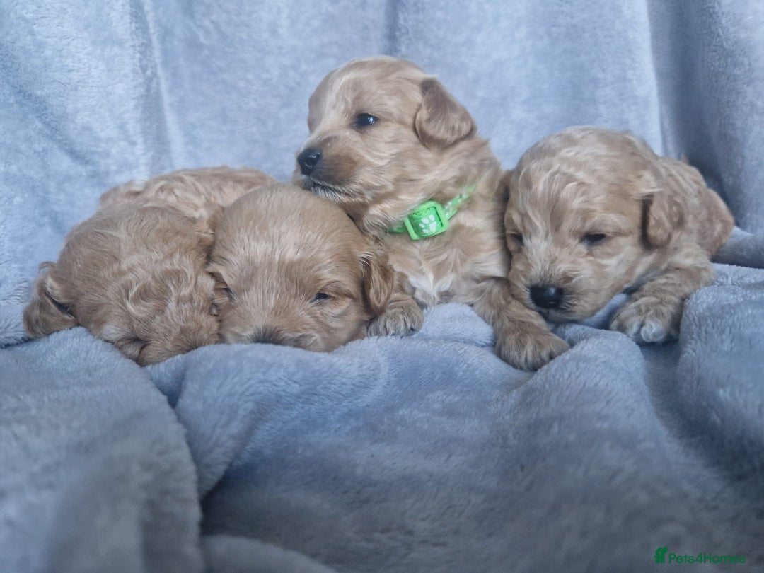 Poochon dogs for sale: Health tested parents  - Advert 15