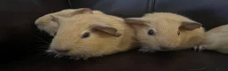 Guinea Pig rodents for sale: Baby guineas ready from 21/7/2026 - Advert 7