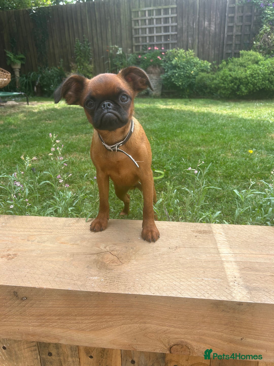 Griffon Bruxellois dogs for sale: Griffon bruxillious pup  - Image 1