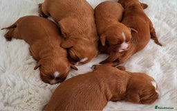 Cavalier King Charles Spaniel dogs for sale: ⭐️Cavalier King Charles Spaniel⭐️KC Reg⭐️DNA Clear - Image 2