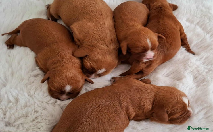 Cavalier King Charles Spaniel dogs - Advert 11