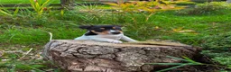 Mixed Breed dogs for sale: 3 Playful Border Collie x Jack Russell Pups  - Advert 5