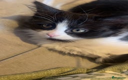 Mixed Breed cats for sale: 4 kittens free to a good home.  - Image 1