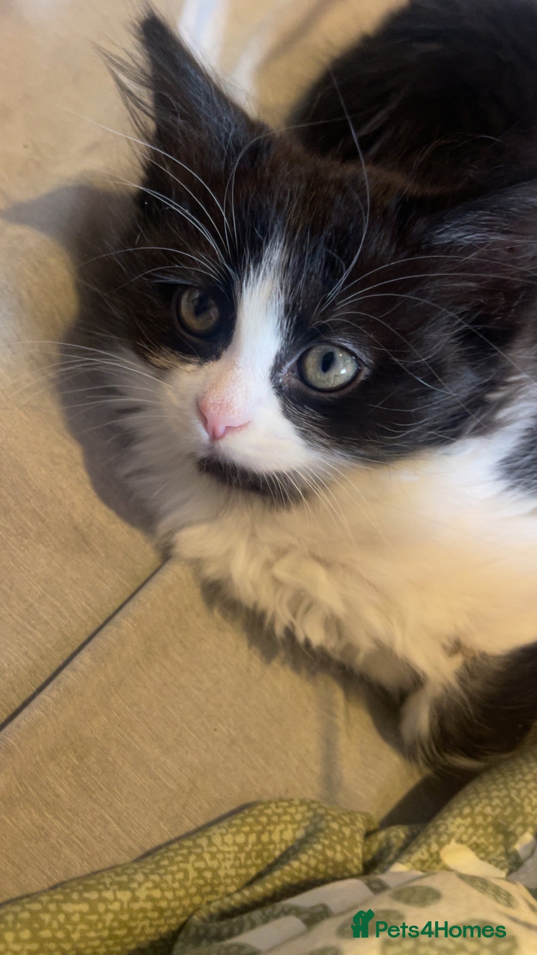 Mixed Breed cats for sale: 4 kittens free to a good home.  - Image 1