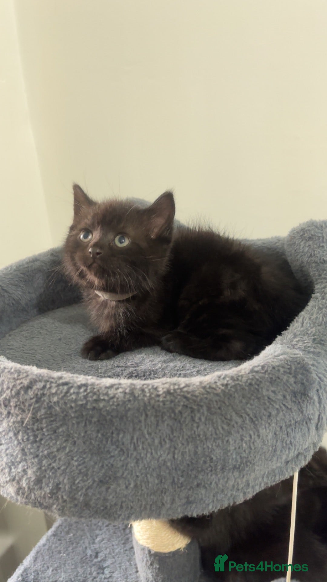 Mixed Breed cats 1 LEFT British shorthair x kittens - Advert 18