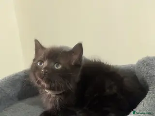 Mixed Breed cats 1 LEFT British shorthair x kittens - Advert 18