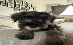 Miniature Schnauzer dogs for sale: Ready for our forever home’s miniature schnauzers  - Image 3