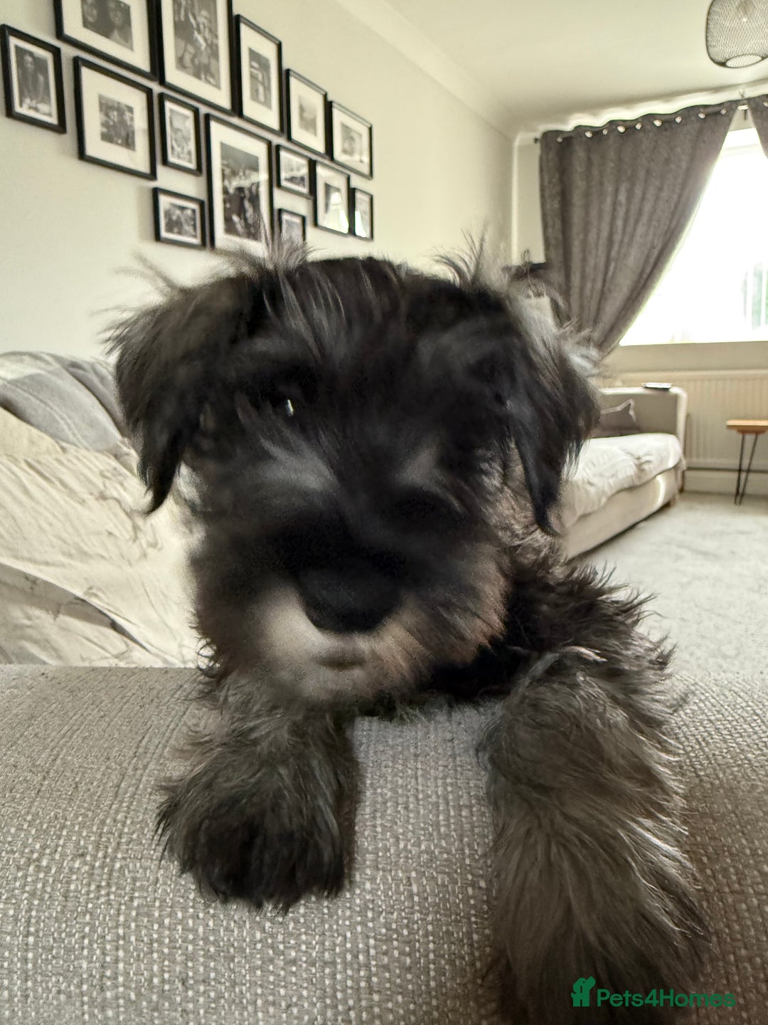 Miniature Schnauzer dogs for sale: Ready for our forever home’s miniature schnauzers  - Image 3
