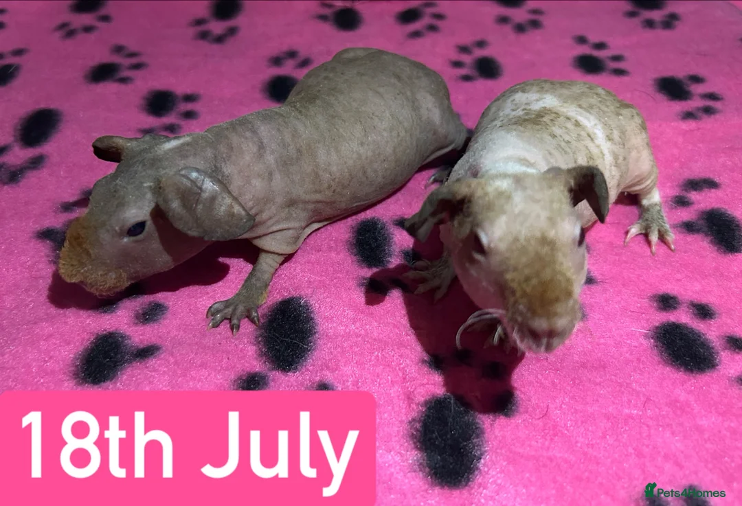Guinea Pig rodents for sale: Skinny Pig Sows  - Advert 2