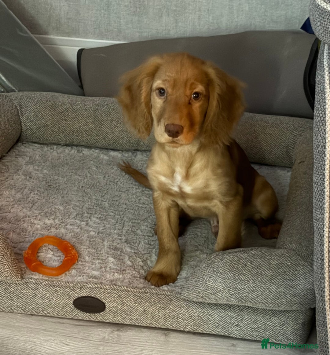 Cocker Spaniel dogs for sale: READY NOW FULLY VAX RED WORKING COCKER SPANIELS - Advert 6