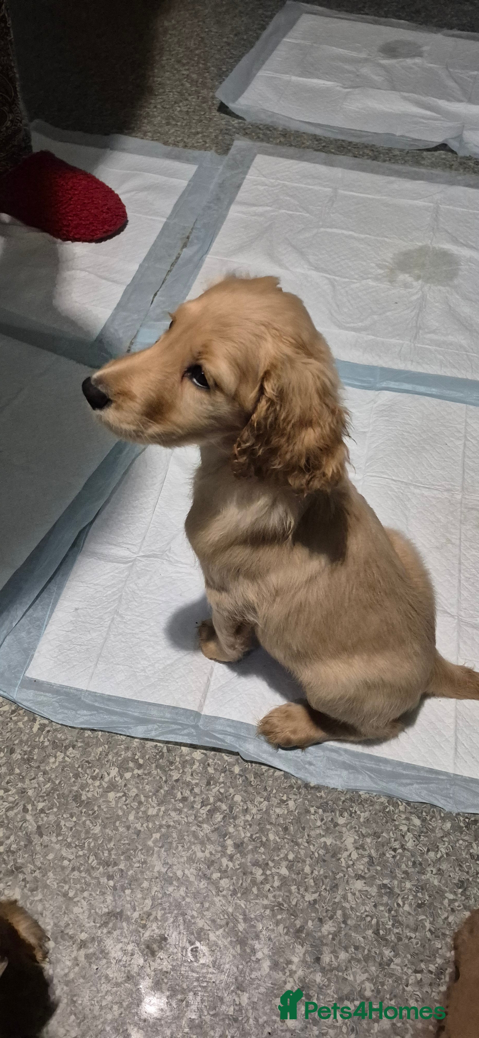 Irish Doodle dogs {{ Only 2 Irish doodles for sale ]] - Advert 1