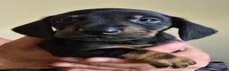 Dachshund dogs for sale: 7 beautiful dachshund puppies  in Deeside - Advert 8