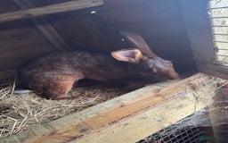 Belgian Hares rabbits for sale: 3 Belgian hares  - Image 4