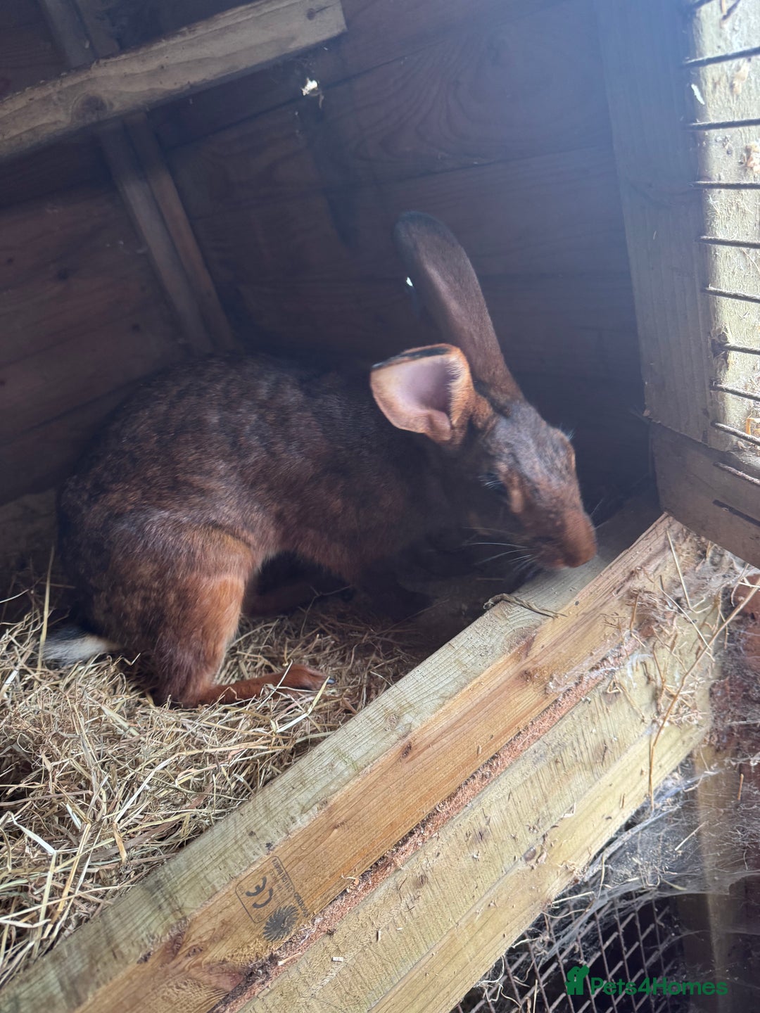 Belgian Hares rabbits for sale: 3 Belgian hares  - Image 4