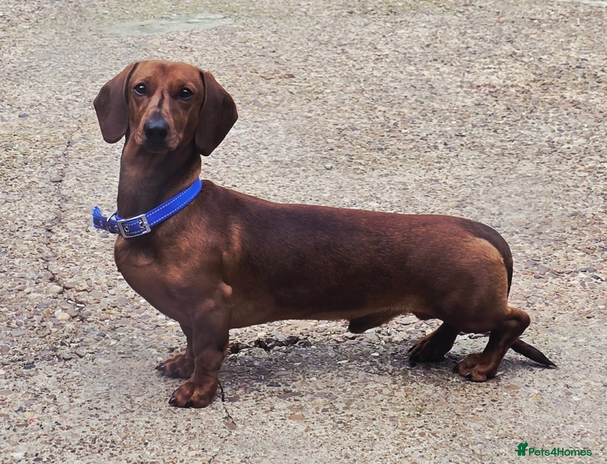 Dachshund dogs  STUNING 1 STANDARD DACHSHUND BOY  - Advert 6