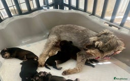 Miniature Schnauzer dogs for sale: 🐾🐶Schnauzer/Schnoodles🐶🐾 - Image 15