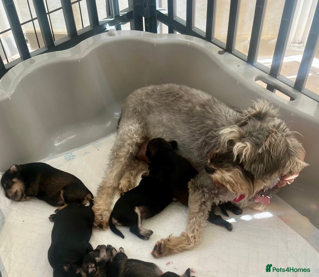 Miniature Schnauzer dogs for sale: 🐾🐶Schnauzer/Schnoodles🐶🐾 - Image 15