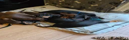 Dachshund dogs for sale: Beautiful short hair dachshund puppies in Bournemouth - Advert 4