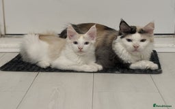 Maine Coon cats for sale: Maine Coon boy Blue Eyes very energetic Olivier - Image 8