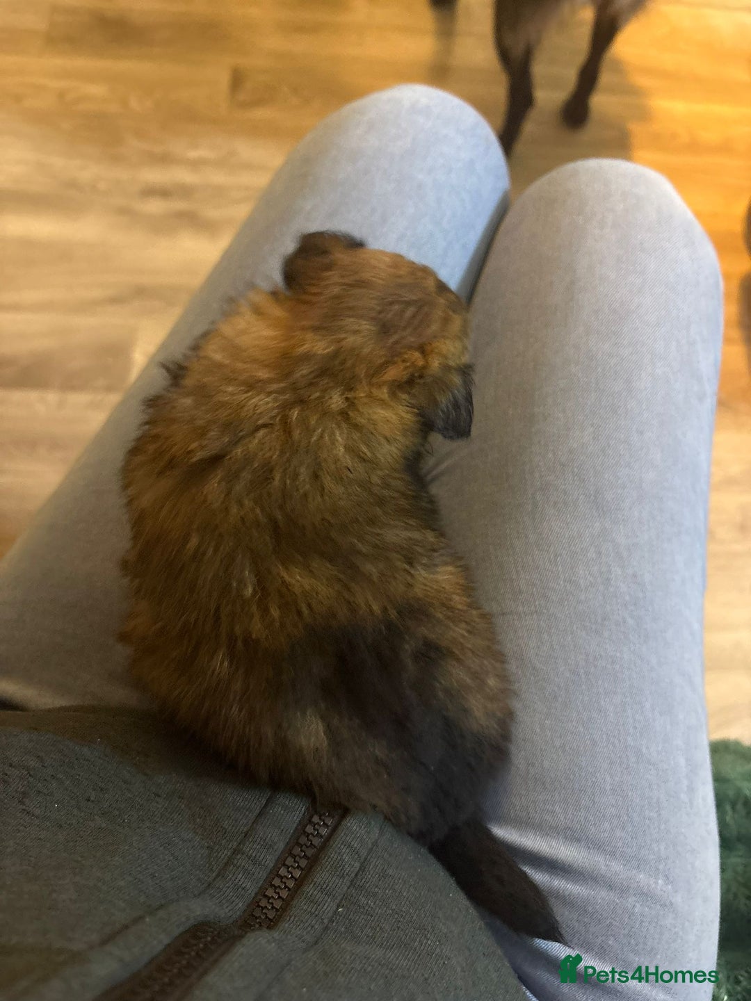 Mixed Breed dogs for sale: adorable puppies are now ready for new homes - Advert 10