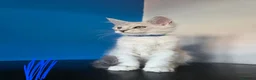 Maine Coon cats for sale: Ready Immediately. TICA 100% Maine Coon rare color - Advert 13