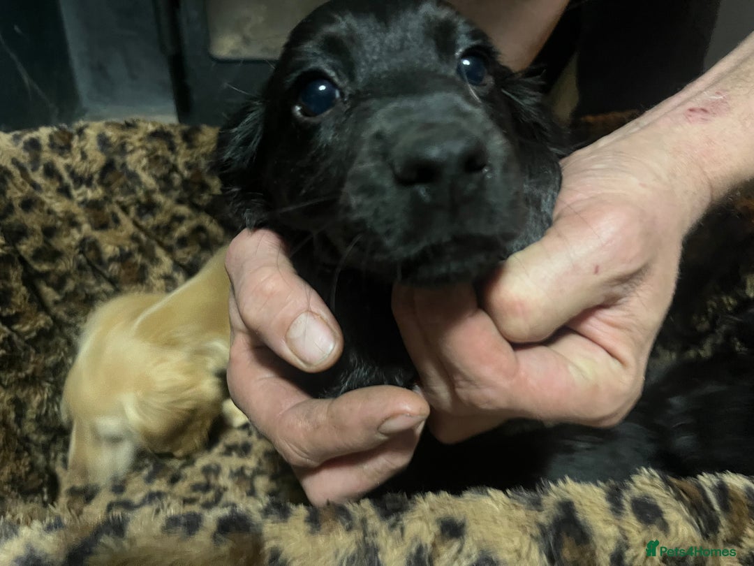 Sprocker dogs for sale: 3 Sprocker pups left!! - Advert 3