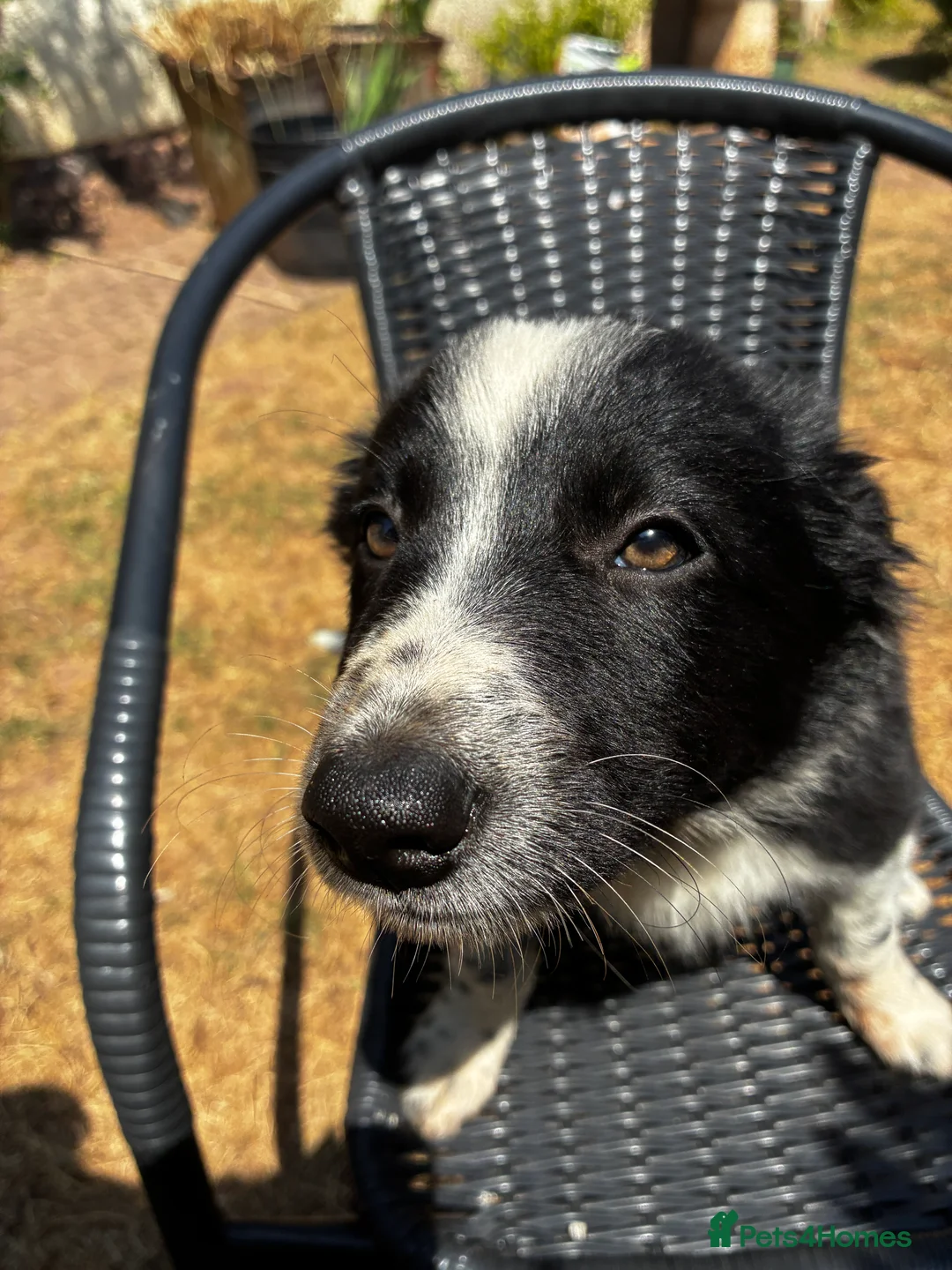 Border Collie dogs for sale: Stunning Border Collies - Advert 2