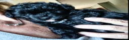 Pomapoo dogs for sale: Goldilocks and 3 little  curly black bears.  in Peterhead - Advert 2