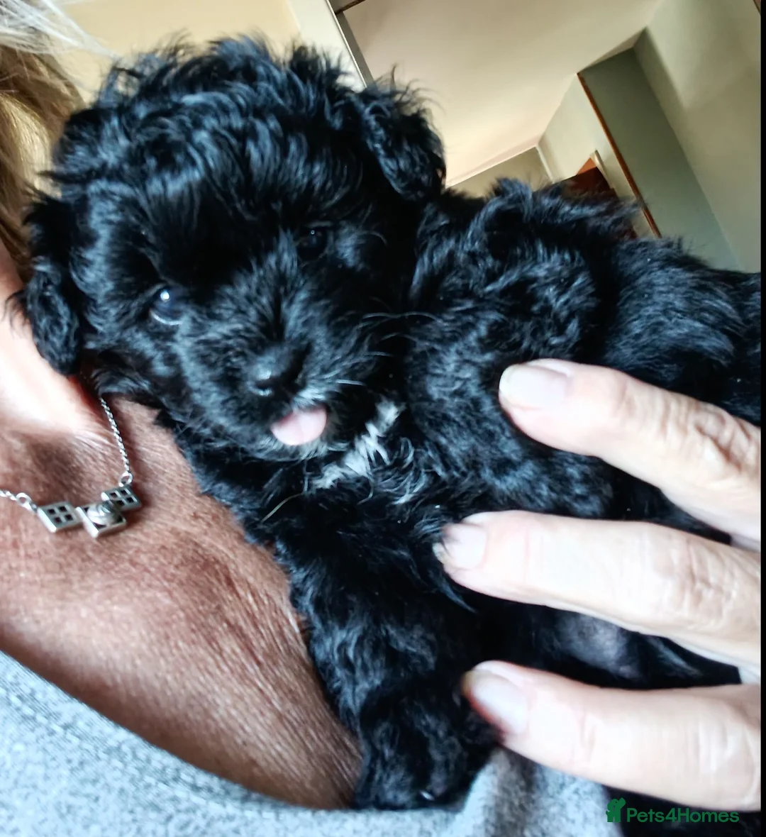 Pomapoo dogs for sale: Goldilocks and 3 little  curly black bears.  in Peterhead - Advert 2