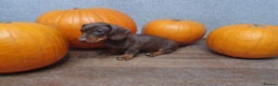 Miniature Dachshund dogs for sale: Stunning full pedigree Miniature Dachshunds  - Advert 34