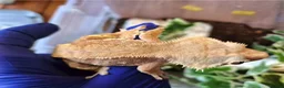 Gecko reptiles for sale: Pair of proven Harlequin crested geckos for sale  - Advert 3