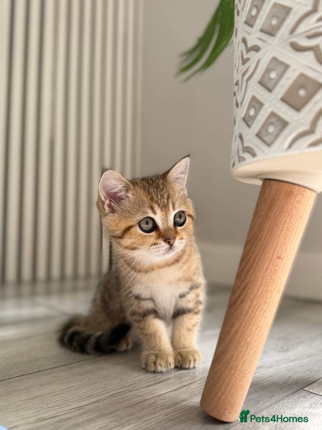 Scottish Fold cats for sale: The last Scottish Kitten ready for a loving home - Image 6