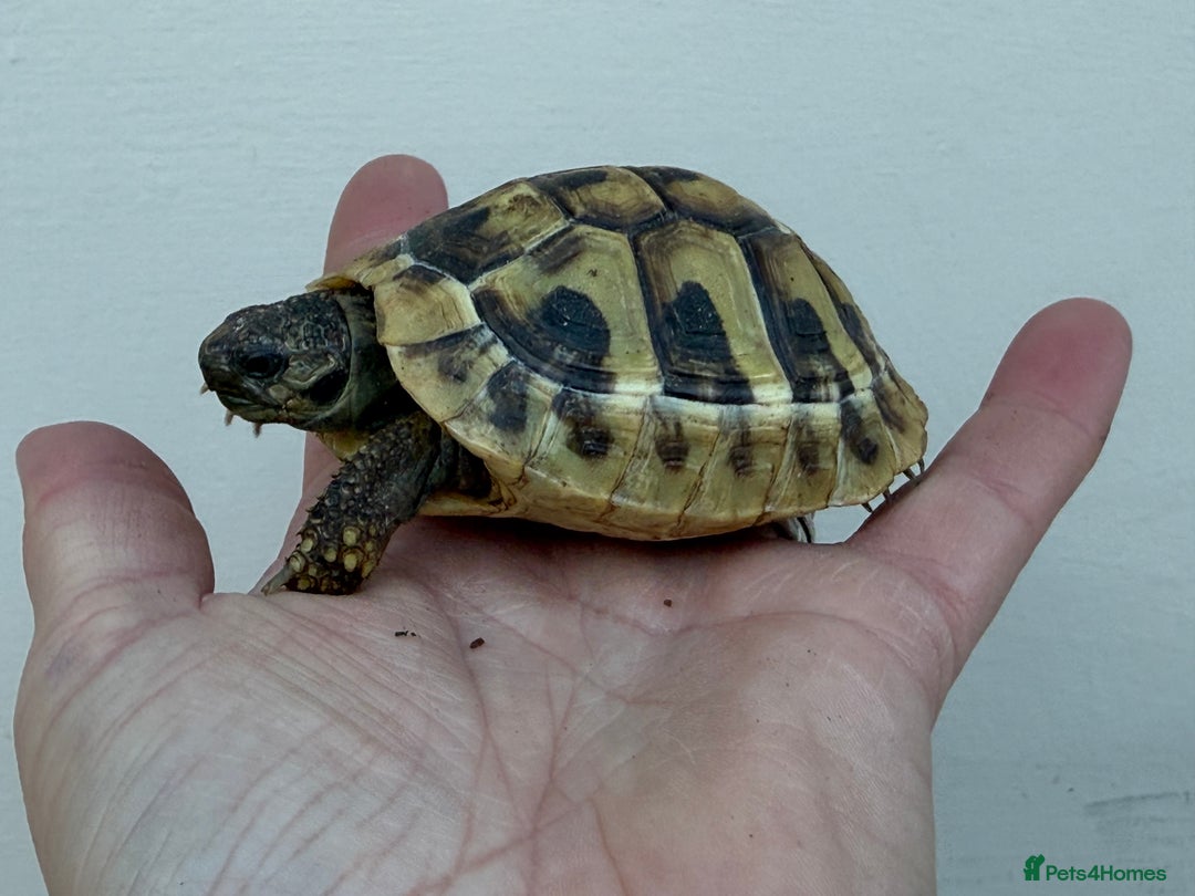 Hermann Tortoise reptiles for sale: Baby Hermanns tortoises for sale. Ready now  - Image 8