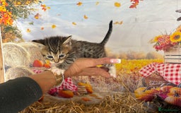 Mixed Breed cats for sale: Ragdoll x Bengal Exquisite Unique kittens - Image 9