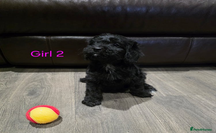 Cockapoo dogs *2 left* Adorable cockapoo pups ready to go 🐶 - Advert 1