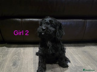 Cockapoo dogs *2 left* Adorable cockapoo pups ready to go 🐶 - Advert 3