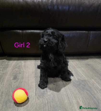 Cockapoo dogs *2 left* Adorable cockapoo pups ready to go 🐶 - Advert 1
