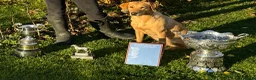 Labrador Retriever dogs for sale: FTCHxFTCH pups, internationally acclaimed parents in Belford - Advert 1