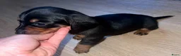 Miniature Dachshund dogs for sale: Miniature Dashound’s puppy’s  - Advert 5