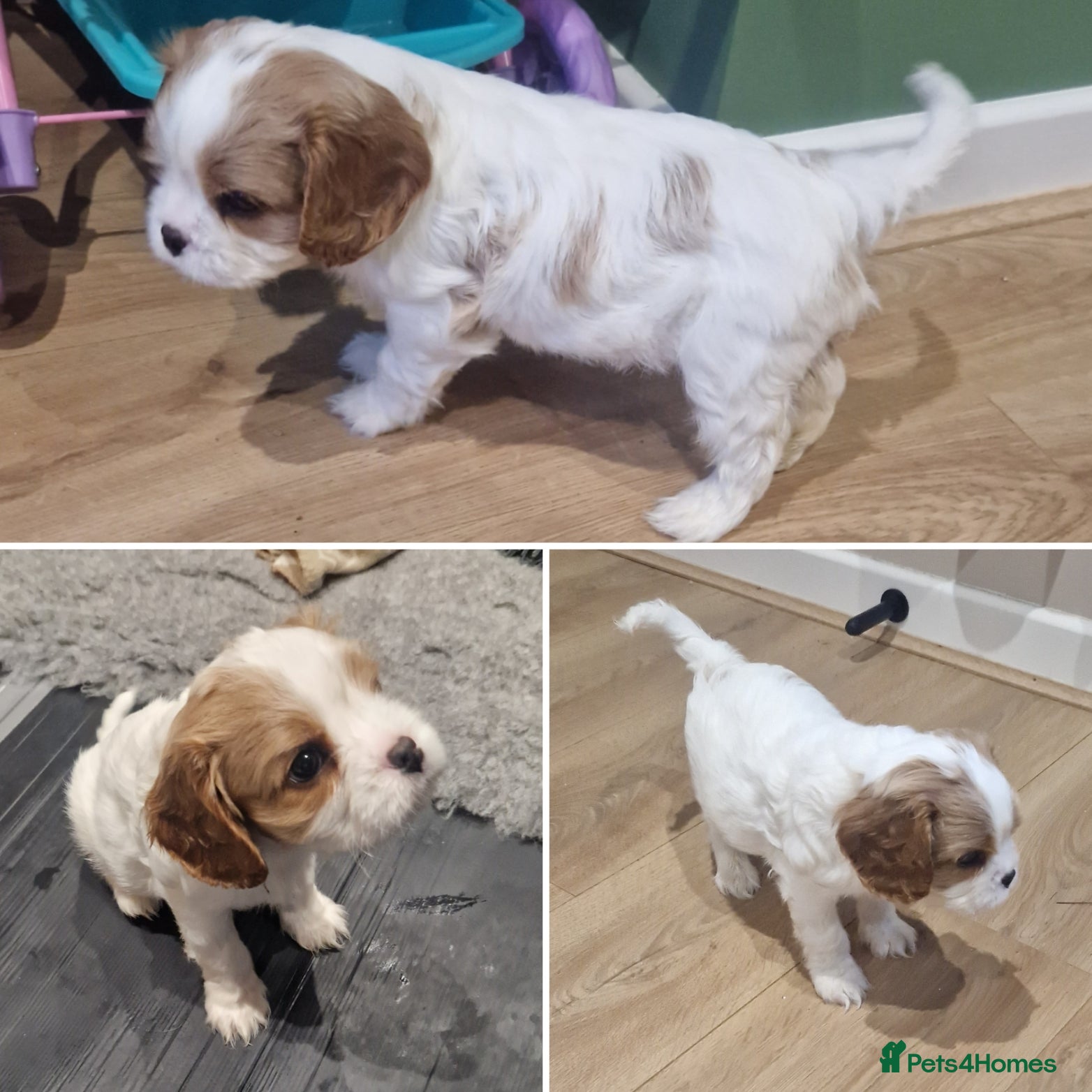 Cavalier King Charles Spaniel dogs READY TO LEAVE NEXT WEEK 1 Blenheim boy available - Advert 10