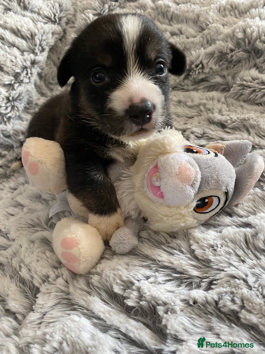 Welsh Corgi Cardigan dogs for sale: WELSH CARDIGAN CORGI BABIES FROM 5 ⭐ LICENSED HOME - Image 33