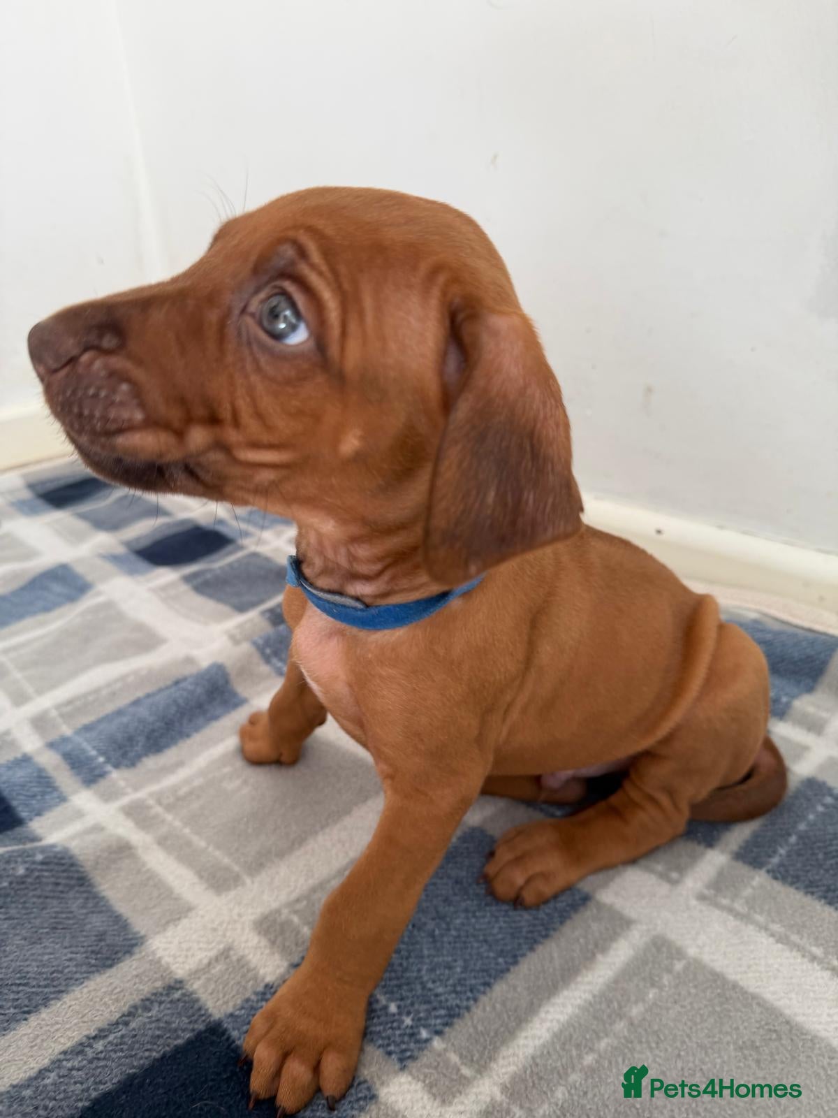 Rhodesian Ridgeback Puppy 1 - Blue