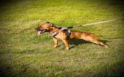 Staffordshire Bull Terrier dogs for sale: Red Staffordshire bull terrier puppies ❤️🐾 - Image 4