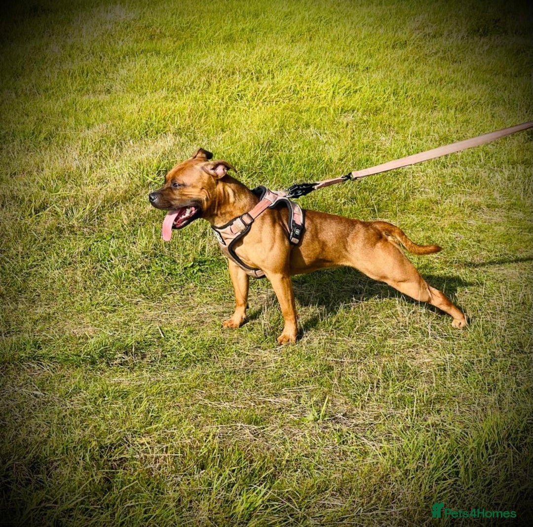 Staffordshire Bull Terrier dogs for sale: Red Staffordshire bull terrier puppies ❤️🐾 - Image 4