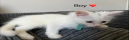 Mixed Breed cats for sale: Mixed Maine Coon - Advert 8