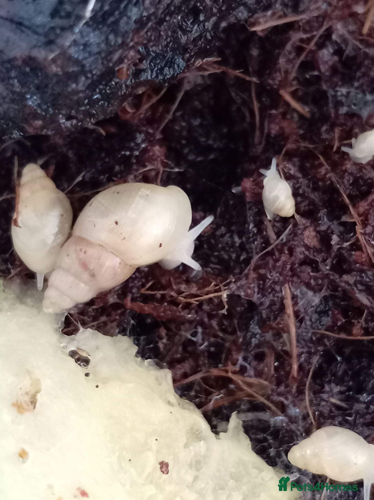 Snails invertebrates Leptinaria Unilamellata - Advert 5